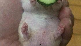 老王吃瓜群,揭秘网络社交圈的趣味与争议